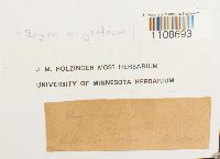 Bryum argenteum image