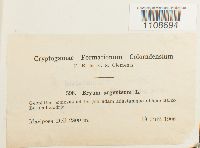 Bryum argenteum image