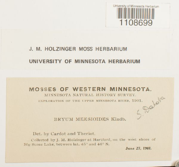 Bryum meesioides image