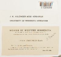 Media resource of Bryum meesioides