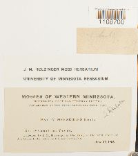 Bryum meesioides image