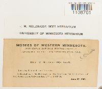 Bryum meesioides image