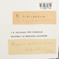 Bryum muehlenbeckii image