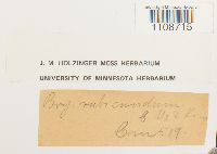 Bryum muehlenbeckii image