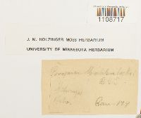 Bryum muehlenbeckii image