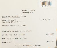 Bryum muehlenbeckii image