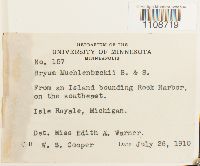 Bryum muehlenbeckii image