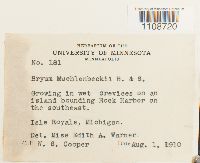 Bryum muehlenbeckii image