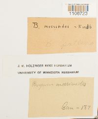 Media resource of Bryum pallens