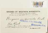 Bryum pallens var. meesioides image