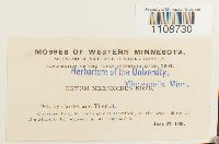 Bryum pallens var. meesioides image