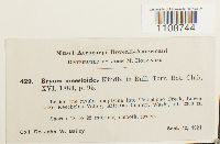 Bryum pallens var. meesioides image