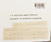 Bryum pallens var. meesioides image