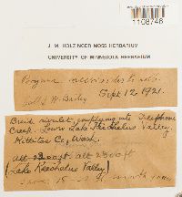 Bryum pallens var. meesioides image