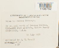 Bryum pallescens image