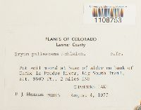 Bryum pallescens image