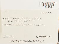 Bryum pallescens image