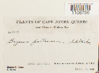 Bryum pallescens image