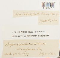 Bryum pallescens image