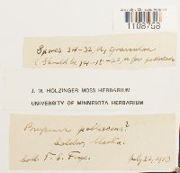 Bryum pallescens image