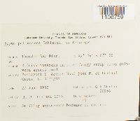 Bryum pallescens image