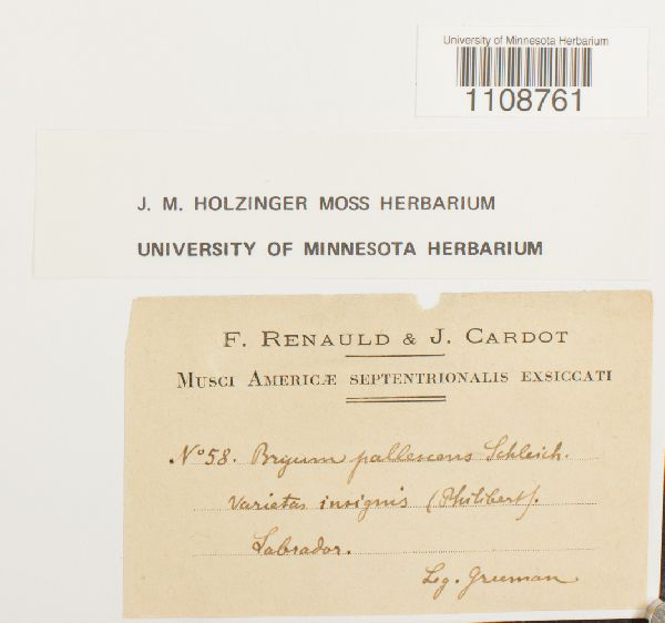 Bryum pallescens var. insignis image