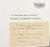 Bryum pallescens image