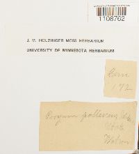 Bryum pallescens image