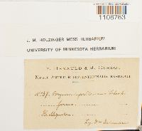 Bryum pallescens image