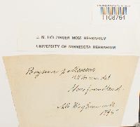 Bryum pallescens image