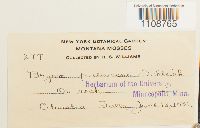 Bryum pallescens image