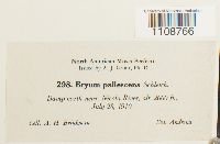 Bryum pallescens image