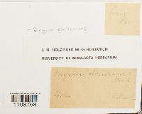 Bryum pallescens image