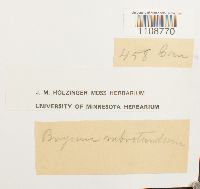 Bryum pallescens image