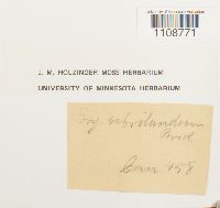 Bryum pallescens image