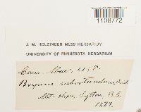 Bryum pallescens image