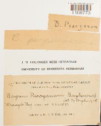 Bryum purpurascens image