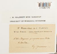 Bryum purpurascens image