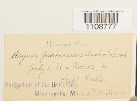 Bryum purpurascens image