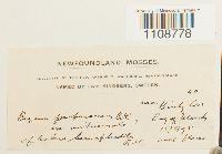 Bryum purpurascens image