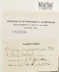 Bryum purpurascens image