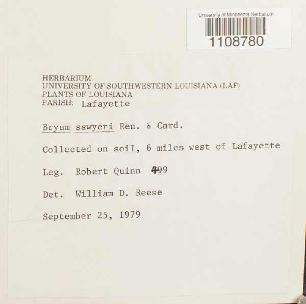 Bryum pseudocapillare image