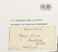 Bryum pseudocapillare image