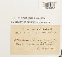 Bryum pseudocapillare image