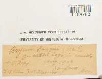 Bryum pseudocapillare image