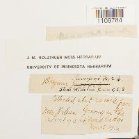 Bryum pseudocapillare image