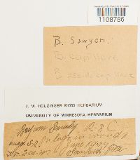 Bryum pseudocapillare image