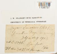 Bryum pseudocapillare image