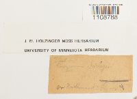 Bryum pseudocapillare image