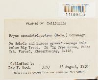 Bryum pseudotriquetrum image